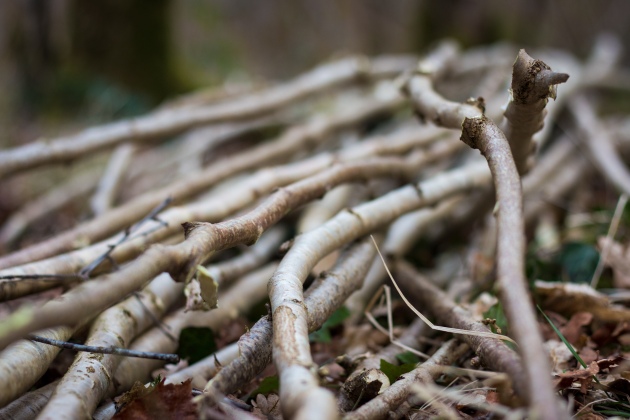 Hazel rods were chosen from a coppiced woodland in Ireland